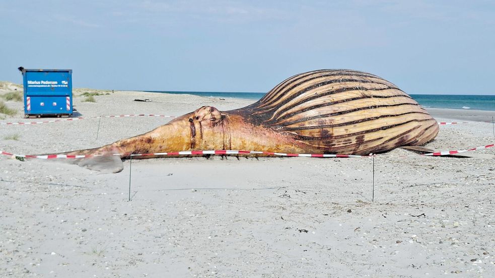 Stark aufgebläht liegt der Buckelwal seit dem Wochenende am Strand. Foto: Kai Moorschlatt/dpa