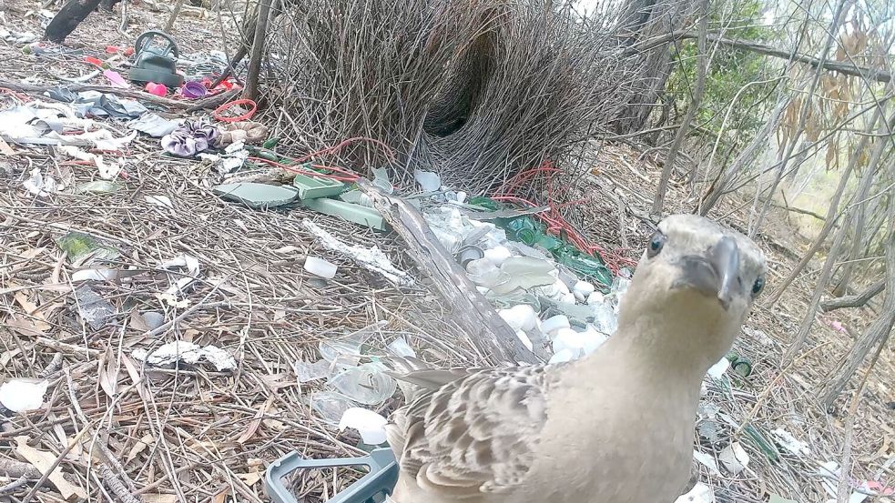 Stadtvögel gehen in Australien jetzt mit menschlichen Abfällen auf Brautschau. Foto: Caitlin Evans/University of Exet