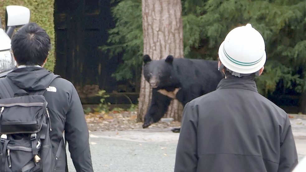 In Japan kommt es seit Jahren vermehrt zu gefährlichen Begegnungen zwischen Bären und Menschen. So wie hier in der Präfektur Iwate. In Fukushima hat nun ein Schwarzbär mehrere Menschen angegriffen. (Archivbild) Foto: Uncredited/kyodo/dpa