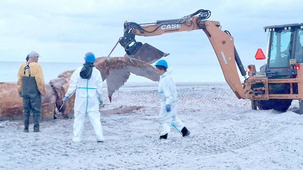 Ein Bagger hievte immer wieder Teile des Wals in Richtung der Container. Foto: Kai Moorschlatt