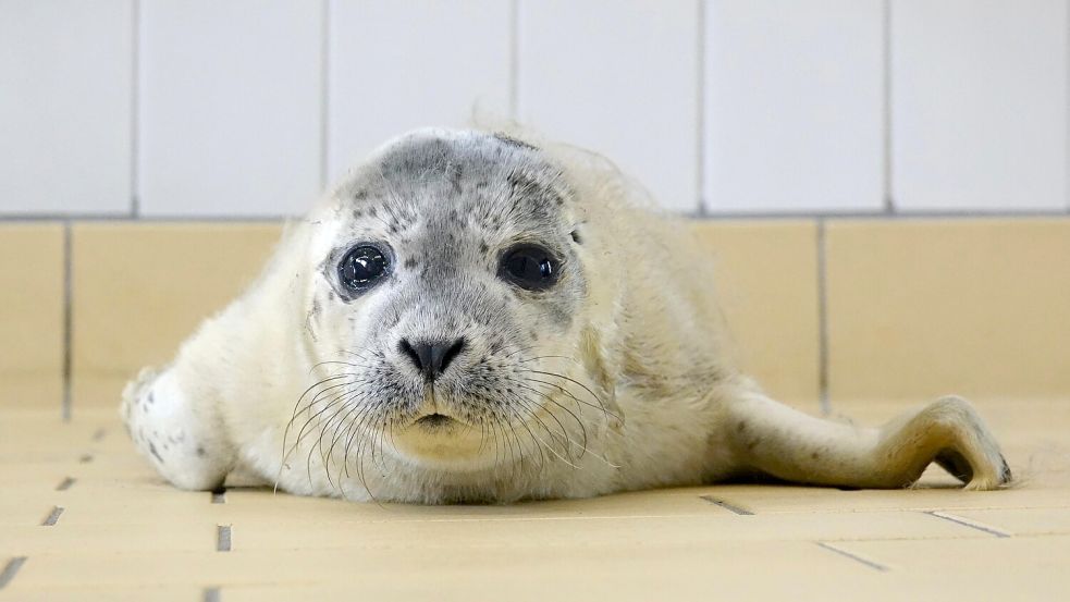 Bert wurde auf Norderney gefunden. Foto: Seehundstation Norddeich
