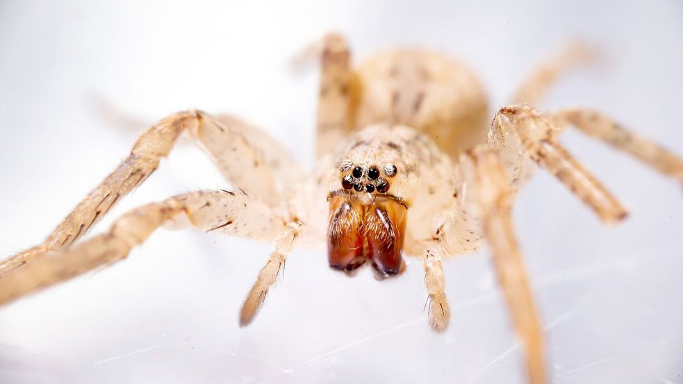 Die aus dem Mittelmeerraum stammende Spinne kommt inzwischen auch in Norddeutschland vor. (Archivbild) Foto: Benjamin Westhoff