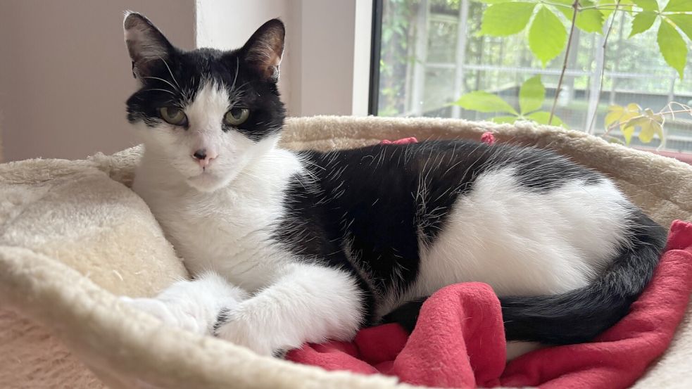 Zu Katzen hat Markus Janssen eine besondere Verbindung: Er arbeitete vor seiner Anstellung im Auricher Tierheim ehrenamtlich als Katzenstreichler. Foto: Rebecca Schröder