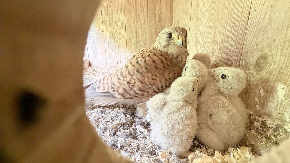 Blick in das Nest der Turmfalken. Foto: Folkert Christoffers
