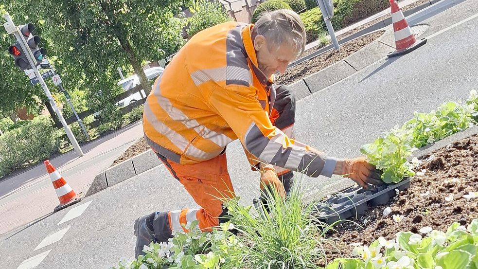 In den Beeten an Aurichs Straßen wird derzeit fleißig gearbeitet. Die Mitarbeiter des Betriebshofes tauschen die Hornveilchen, die seit dem Frühjahr blühten, gegen Eisbegonien aus. Foto: Lana Ulferts