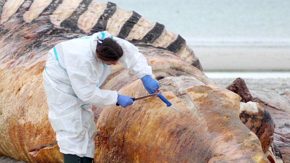 Auf der dänischen Insel Anholt wurde der Kadaver des Wals obduziert. (Archivbild) Foto: Kai Moorschlatt