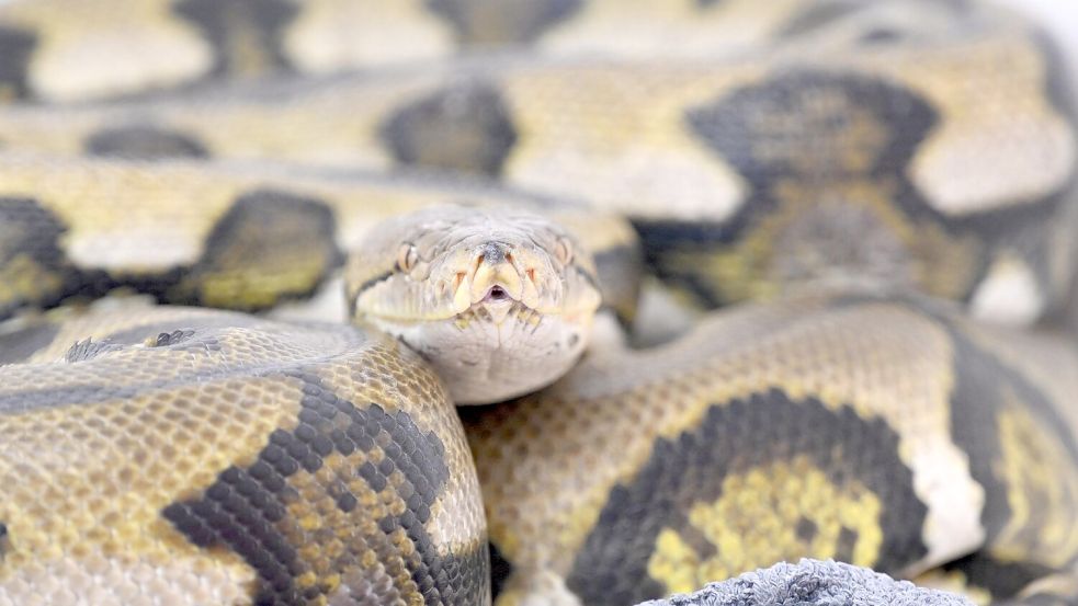 Netzpythons gehören zu den größten Schlangenarten der Welt. (Symbolbild) Foto: Felix Hörhager
