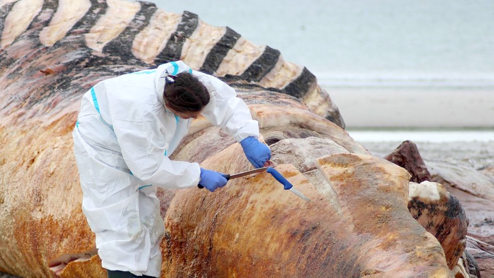 Auf der Insel Anholt war der Kadaver obduziert worden. (Archivbild) Foto: Kai Moorschlatt