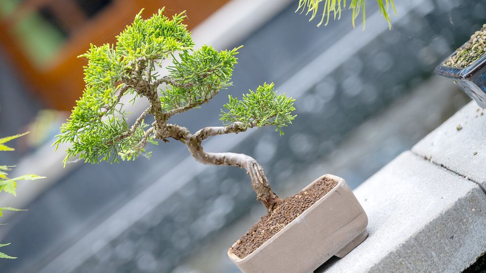 Eine Bonsai-Ausstellung ist am Wochenende im Miniaturland in Leer zu sehen. Foto: Klaus Ortgies