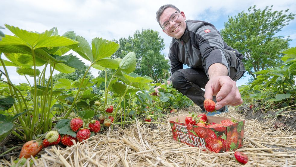 Erdbeeren werden in der Landwirtschaft nur von wenigen Betrieben angebaut. Der Anbau der sensiblen Früchte ist sehr arbeitsintensiv, sagt Landwirt Steffen Busch. Foto: Klaus Ortgies