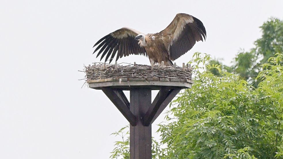 Zuvor hatte der Gänsegeier ein Storchennest im Nachbardorf Klein Lobke attackiert. Foto: Julian Stratenschulte