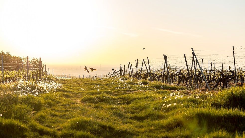 Schon am Morgen macht die Sonne mächtig Eindruck. (Archivbild) Foto: Jörg Halisch