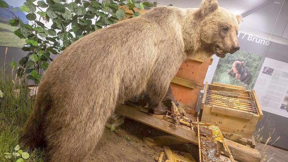 Der Braunbär Bruno steht ausgestopft im Museum. (Archivbild) Foto: Peter Kneffel