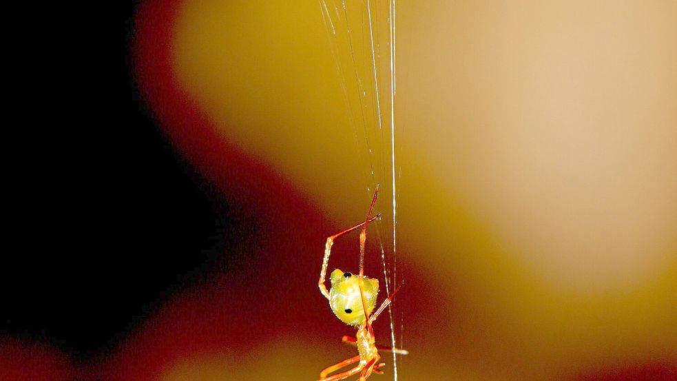 Eine australische Ballista-Spinne beim Bau einer Falle für Ameisen. Foto: Pranav Joshi/Ajay Narendra/dpa