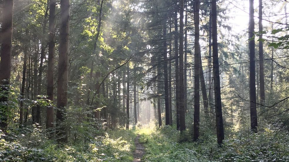 Im Wald ist es immer etwas kühler. Foto: Imke Oltmanns