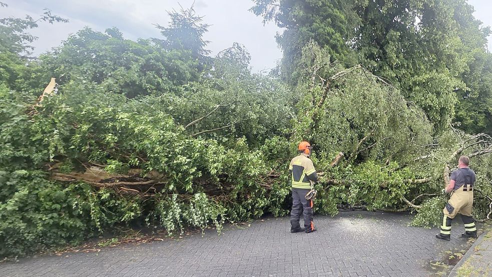 Umgestürzte Bäume werden von der Feuerwehr zersägt und Straßen wieder freigemacht. Solche Einsätze nach Stürmen gehören zum Alltag. Bei einem gab es kürzlich einen Vorfall. Foto: Feuerwehr Leer