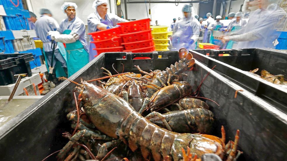 Hummer und gefrorene Hummererzeugnisse mit Ursprung in den Vereinigten Staaten dürfen künftig zollfrei in die EU importiert werden. (Archivbild) Foto: Robert F. Bukaty/AP/dpa