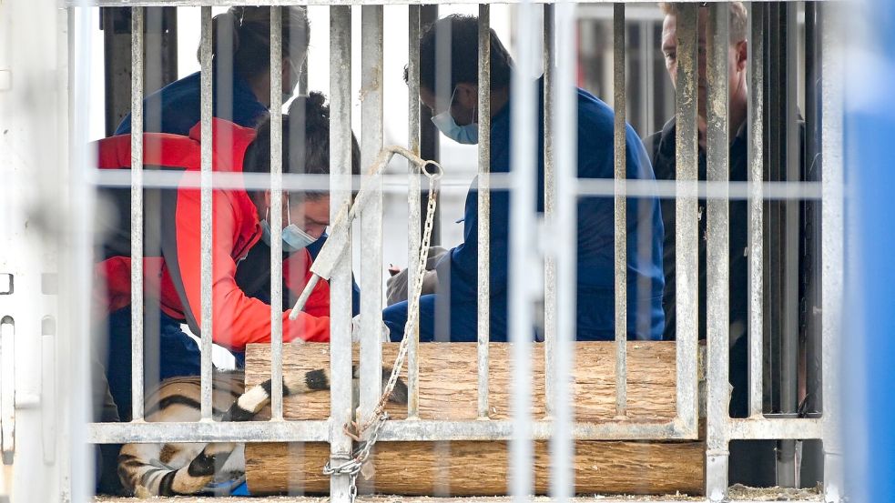 Die Behörden transportierten sechs der acht Tiger ab. Foto: Heiko Rebsch/dpa