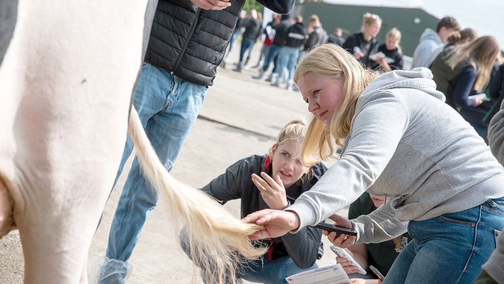 Welchen Eindruck macht die Kuh? Diese jungen Züchterinnen beraten über die Punkte, die sie anhand eines Merkmalkatalogs für das Tier vergeben. Je näher sie damit der Einschätzung eines professionellen Richterteams kommen, desto besser. Foto: Christopher Hanraets / Landwirtschaftskammer (LWK)