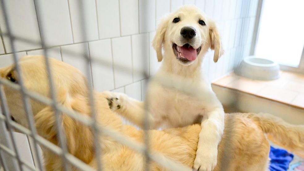 Das Tierheim Jübberde informiert an diesem Sonntag über seine Arbeit. Symbolfoto: Sebastian Gollnow/DPA