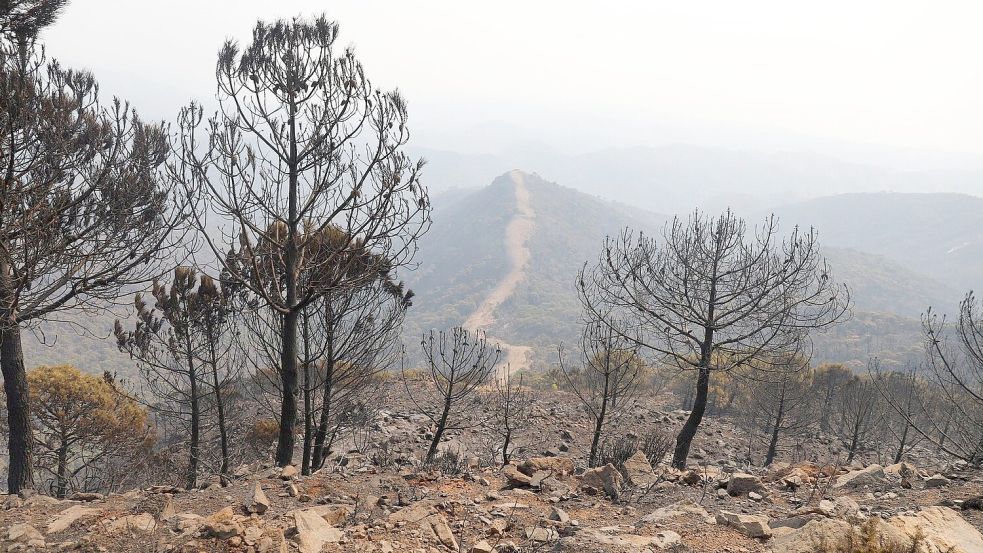 Auch in den Vorjahren kam es in Andalusien immer wieder zu Waldbränden. (Archivbild) Foto: Álex Zea/EUROPA PRESS/dpa