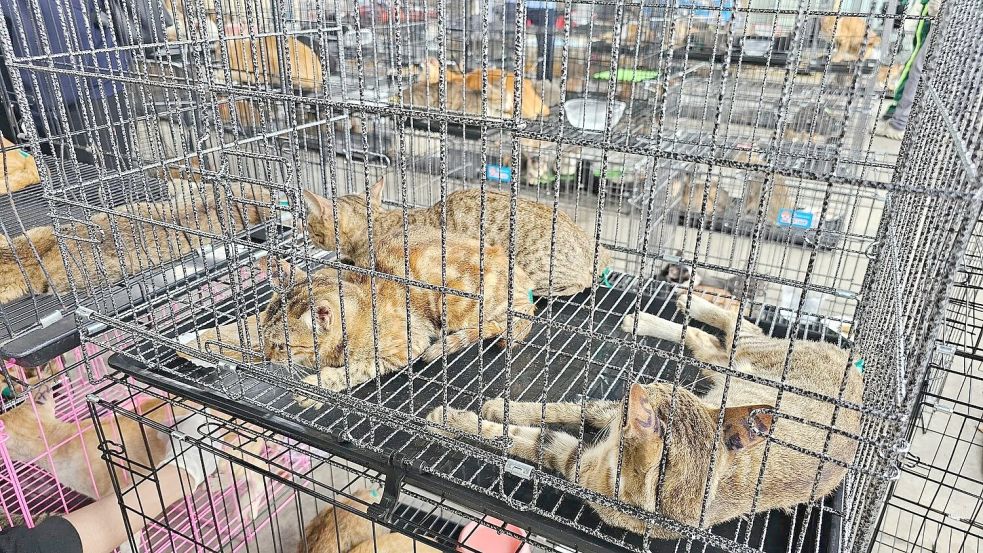 Der Schlag gegen den Katzenschmugglerring machte im Juni weltweit Schlagzeilen. Foto: Phuong Tham / Humane World for A
