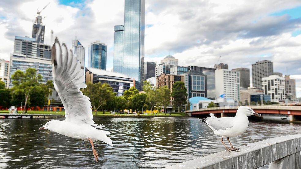 Seit mehreren Jahren grassiert die größte je dokumentierte Vogelgrippewelle. Nun fürchtet Australien um seine Tiere. (Archivbild) Foto: Filip Singer