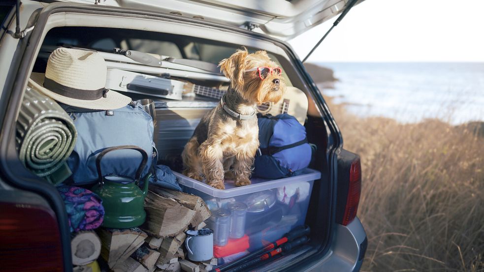 Den Urlaub gemeinsam mit dem geliebten Vierbeiner zu verbringen erfreut sich großer Beliebtheit. Foto: Istockphoto.com / ArtistGNDphotography