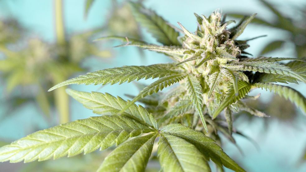 In Westoverledingen entdeckte die Polizei bei einer Durchsuchung eine professionell betriebene Cannabis-Plantage. Symbolfoto: Pixabay