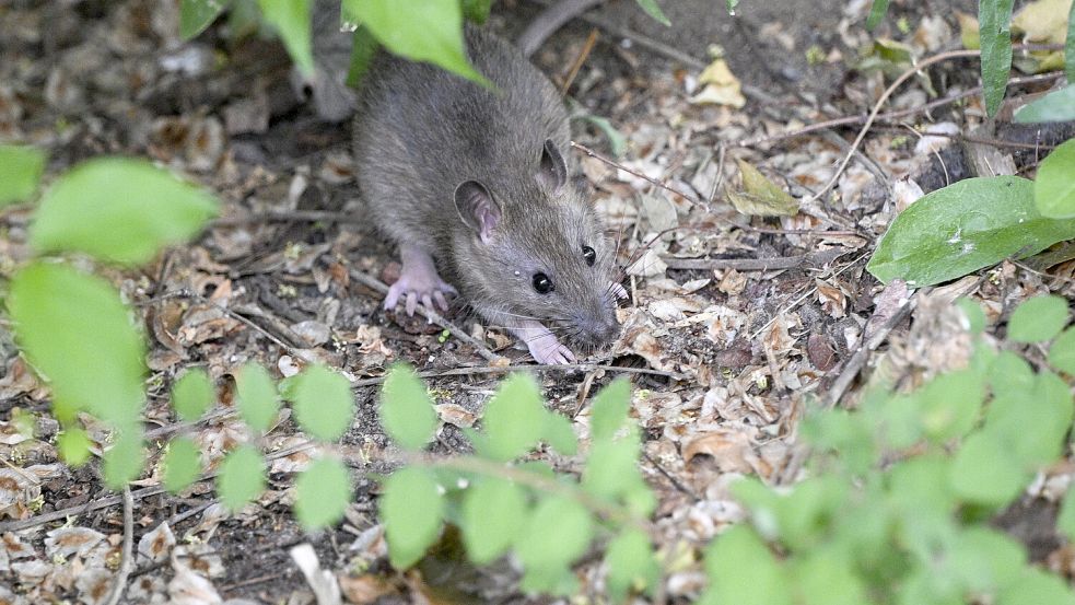 Eine Ratte in einem Vorgarten. Die Nagetiere fühlen sich auch in Parks wohl. Foto: Jens Kalaene/dpa