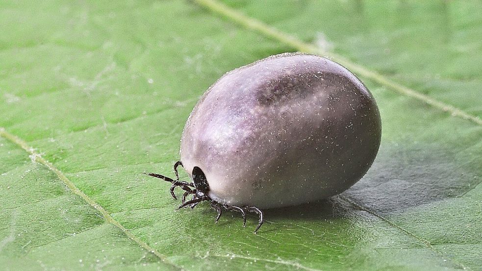 Eine vollgesogene Zecke kann nach der Mahlzeit bis zu 200-mal so viel wiegen wie davor. Foto: Pixabay