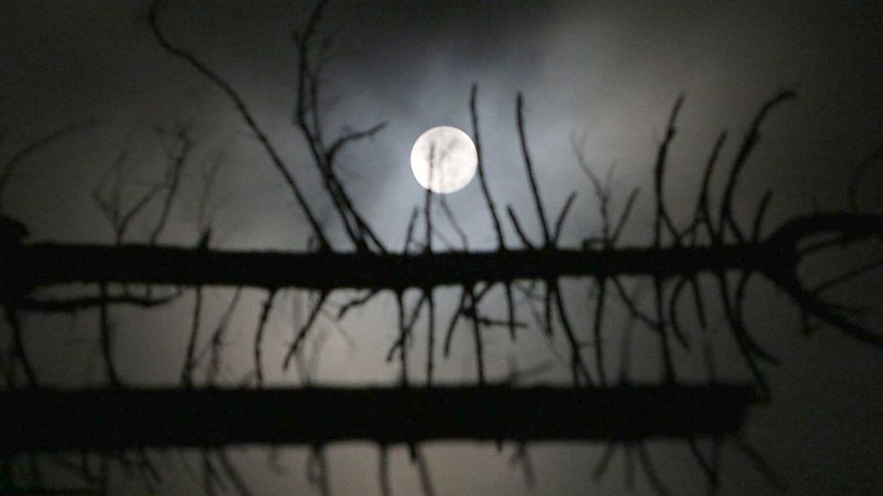 Durch den angestrahlten Mond ist es nachts nie stockdunkel. Das machen sich manche Tiere zunutze. Foto: Matthias Bein