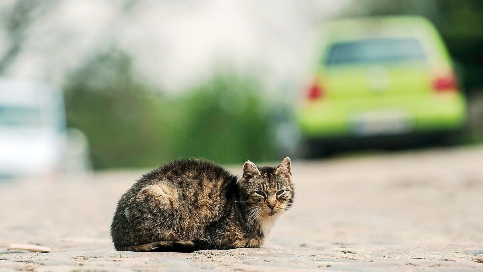 Eine Katze sitzt mitten auf einer Straße. Symbolfoto: Paul Zinken/dpa