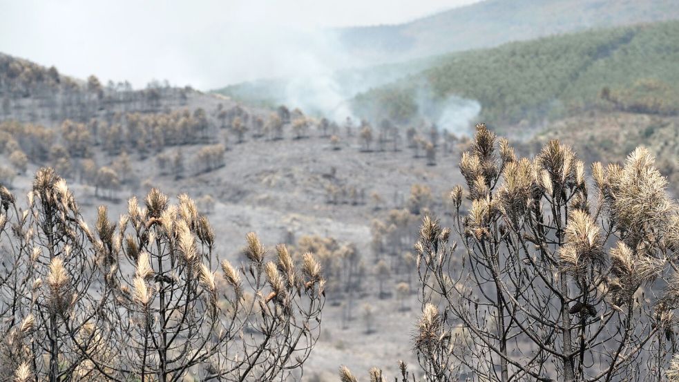 Das Feuer in der Region von Guadalajara nordöstlich von Madrid hat bereits 13.000 Hektar Wald- und Buschland vernichtet. Foto: Mateo Lanzuela/EUROPA PRESS/dpa