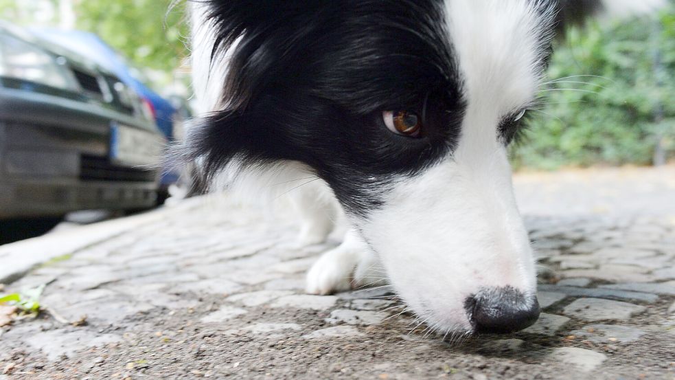 Ein Border Collie, der den Boden abschnüffelt. Foto: Maurizio Gambarini/DPA