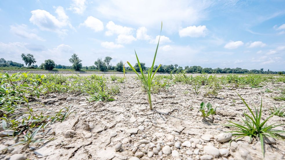 Ausgetrocknet ist eine Sandbank an der Niedrigwasser führenden Donau. Foto: Armin Weigel