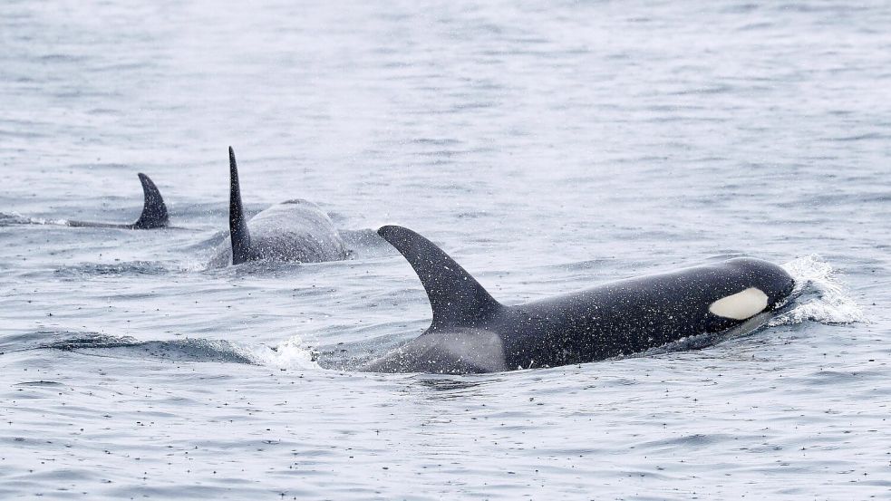 Orcas sind sehr soziale Tiere und jagen oft gemeinsam. (Archivbild) Foto: -/Kyodo/dpa