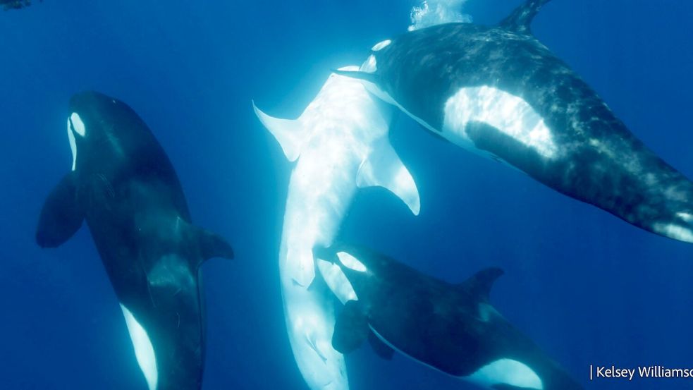 Orcas kooperieren bei der Jagd häufig. Hier tötet eine Gruppe einen Hai. Foto: Kelsey Williamson/-/dpa