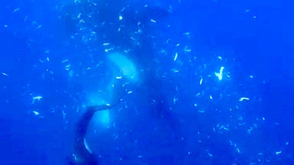 Zwei Orcas nach dem Zerfetzen eines Mondfisches (Screenshot aus dem Video) Foto: Kathryn Ayres/beneaththewaves.or