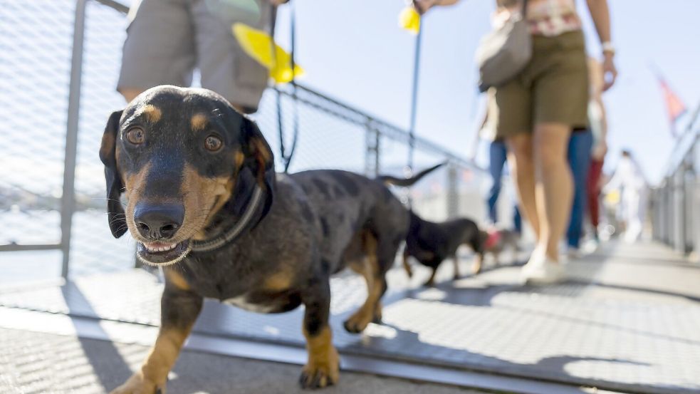 Hundepinkeln ohne Nachspülen kann in Chiasso bald teuer werden. (Symbolbild) Foto: Salvatore Di Nolfi/KEYSTONE/dpa