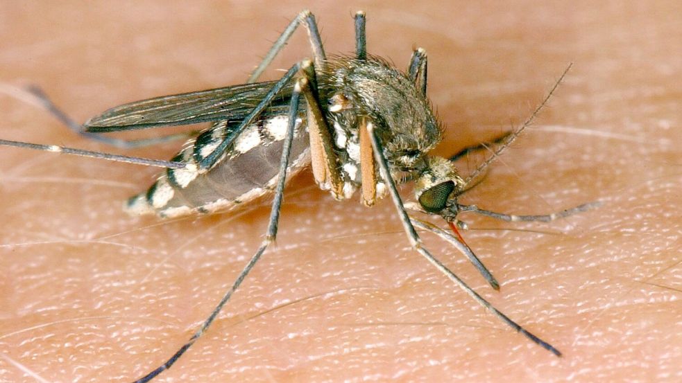 Eine Mücke sticht zu Foto: Andreas Lander/dpa-Zentralbild/d