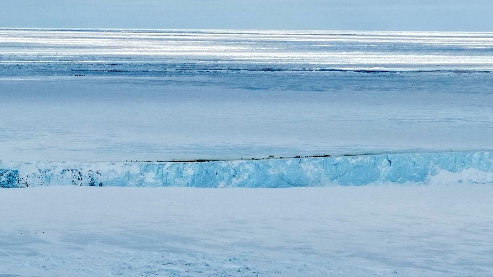 Kaiserpinguine sammeln sich am oberen Rand einer „Klippe“ des Eisbergs, während sie versuchen, mit Nahrung zur Kolonie zurückzukehren. Foto: ---/Myeongho Seo/dpa