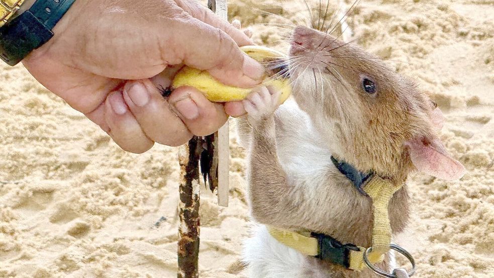 An Leinen suchen Minensuch-Ratten große Gebiete nach versteckten Sprengkörpern ab und werden etwa mit Bananen belohnt. Foto: dpa/Carola Frentzen