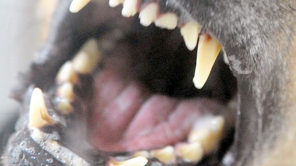 Ein Hund fletscht die Zähne. Symbolbild: DPA
