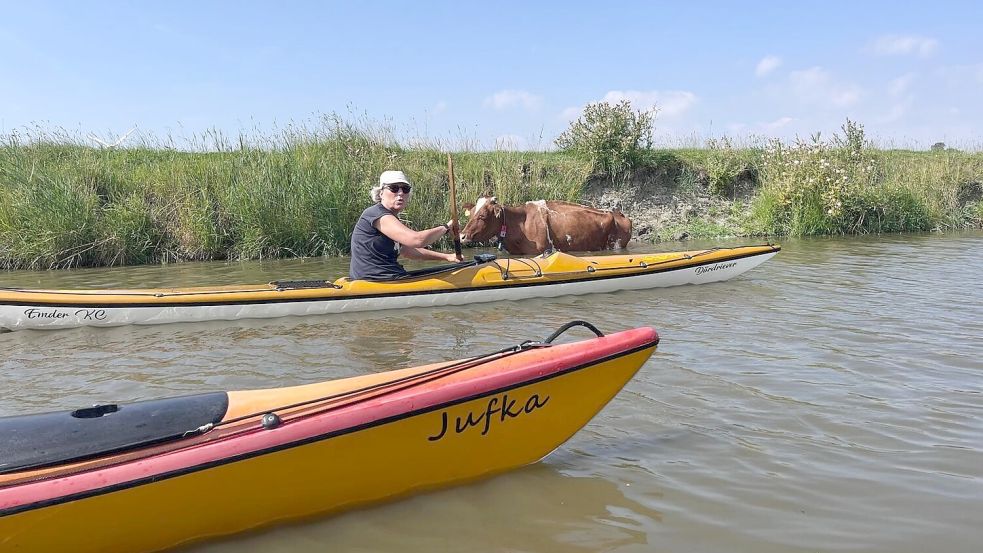 Ein unerwarteter Badegast begrüßte einige Paddler des Emder Kanu-Clubs am Wochenende in der Krummhörn: Auf einmal stand eine Kuh im Kanal. Fotos: privat