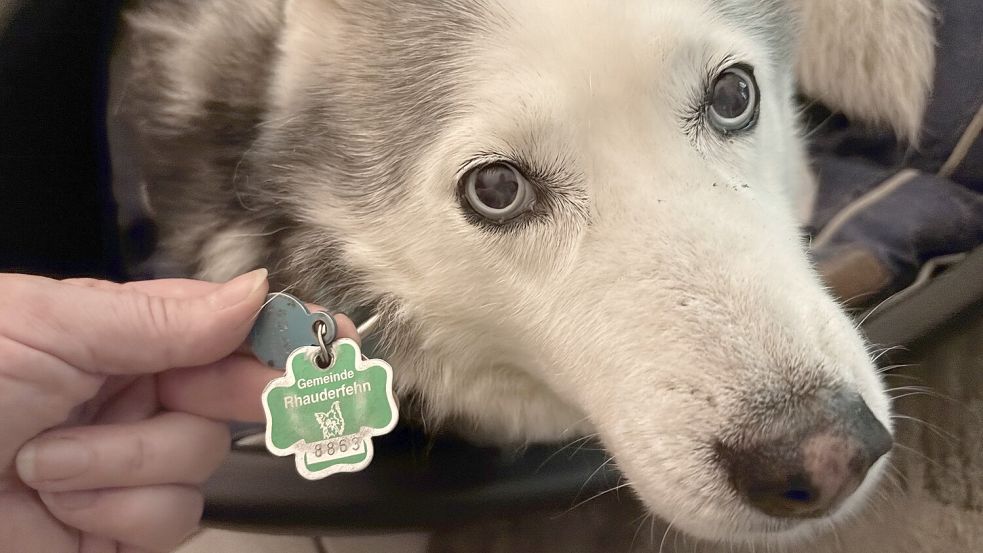 Das „Kleeblatt“ am Halsband: Diese Steuermarke zeigt an, dass der Hund in Rhauderfehn angemeldet ist und für ihn Hundesteuer bezahlt wird. Foto: Marion Janßen