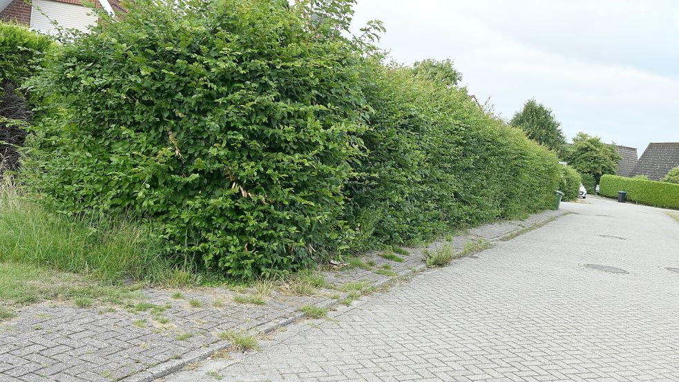 An dieser Stelle in Greetsiel ist der Gehweg durch eine Hecke kaum noch frei. Jetzt folgen Konsequenzen. Fotos: Heinz Wagenaar