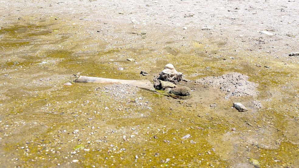 Hitze enthüllt Mammut-Unterkiefer in bulgarischem Donaudorf Foto: ---/Regionales Geschichtsmuseum