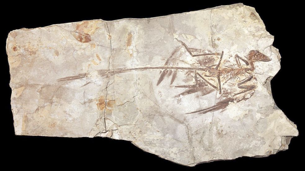 Microraptoren waren gefiederte Dinosaurier, die in der frühen Kreidezeit lebten. (Handout) Foto: Mick Ellison/AMNH/dpa