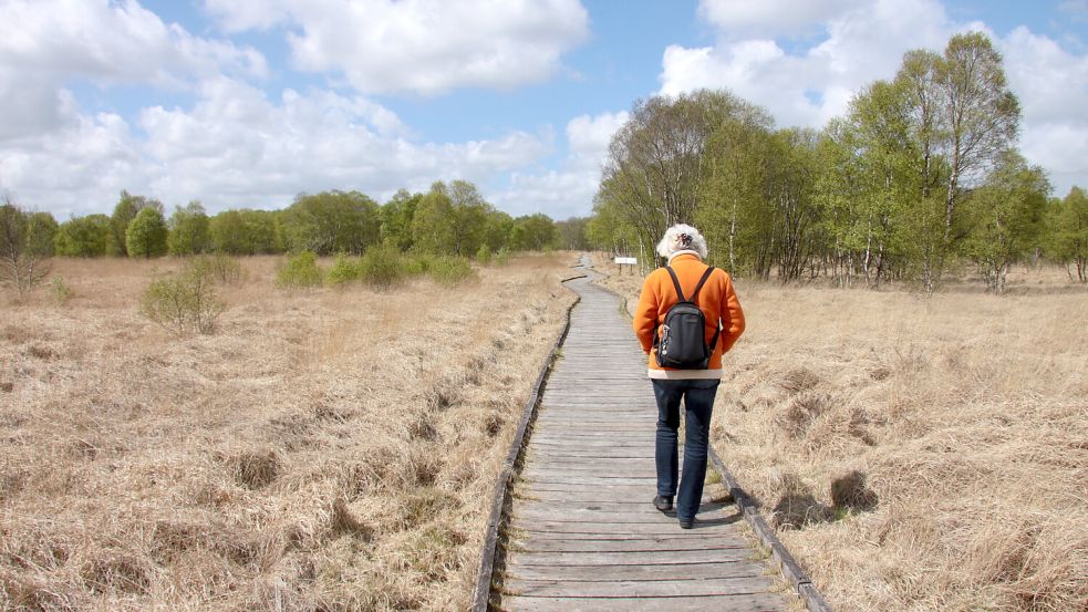 Das Moor kann bei einer Wanderung erkundet werden. Foto: Wittich
